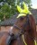 Fly Mask