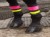 Chequered Standard Legbands
