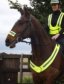 Chequered Horse Bib