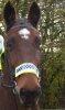 Chequered Nose/Brow Band