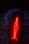 Rechargeable Flashing Tail Guard